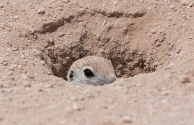 A round-tailed ground squirrel (Xerospermophilus tereticaudus) peeking out of its burrow in pale desert sand.