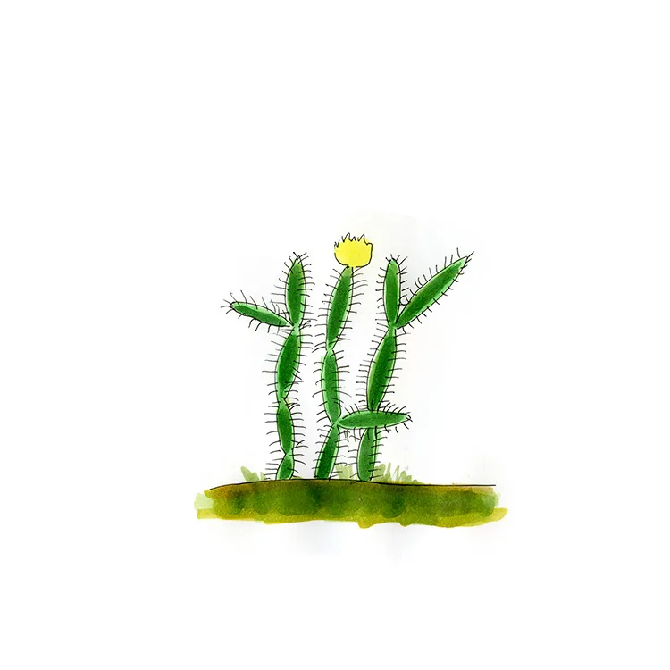 Watercolor illustration of a roving pricklypear (Opuntia repens), a few thin, upright jointed stems with a yellow flower.