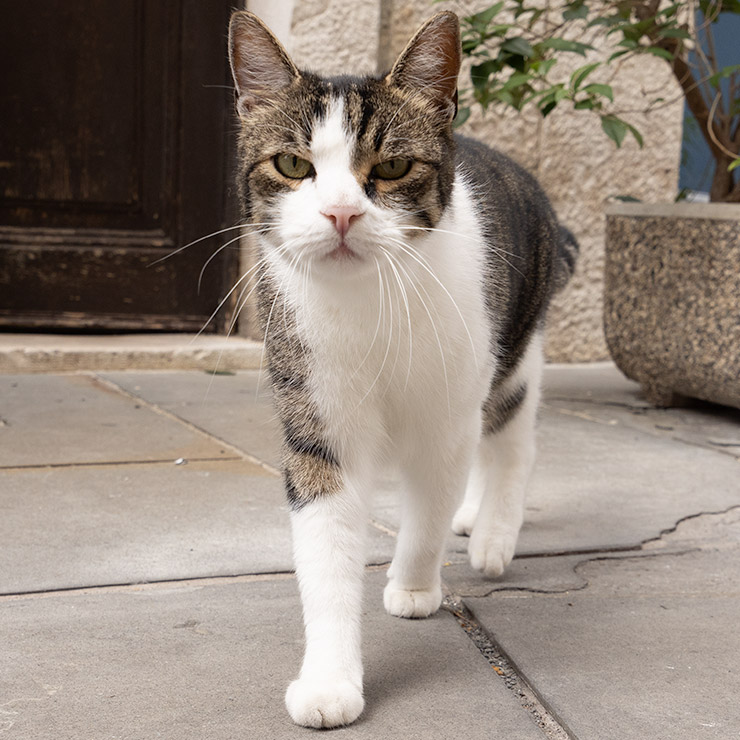 Curious Cat