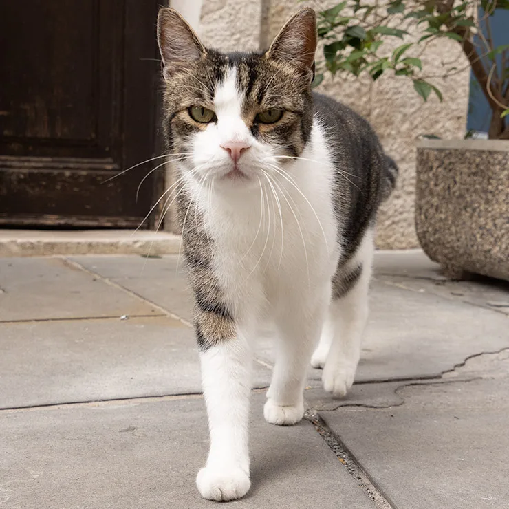 Curious young street cat peering directly at the camera in Rovinj, Croatia.