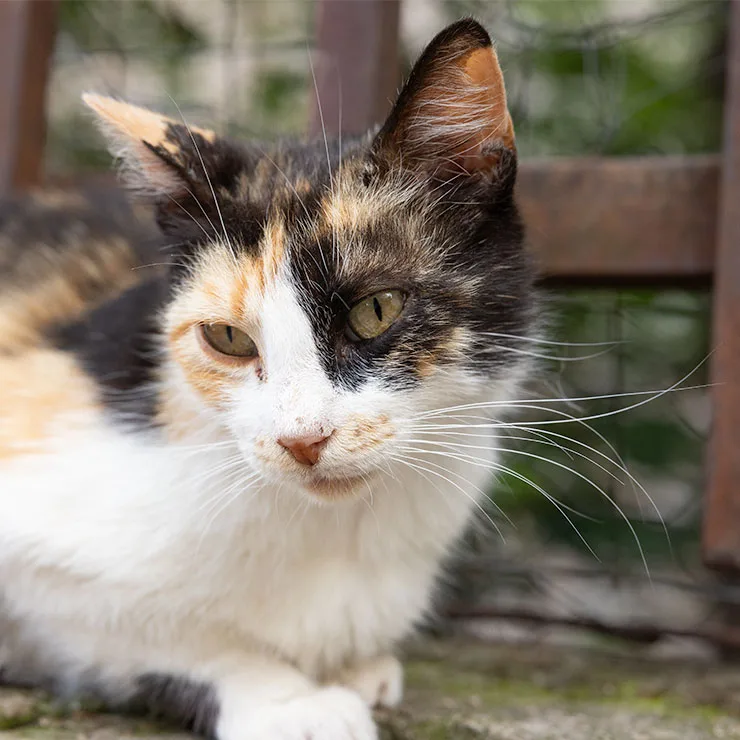 Feral cat at the Church of St. Euphemia in Rovinj, on Croatia's Adriatic coast.