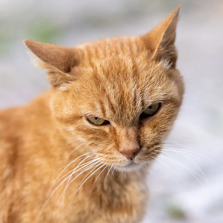 Street tomcat with a deceptively sweet expression in Rovinj, Croatia.