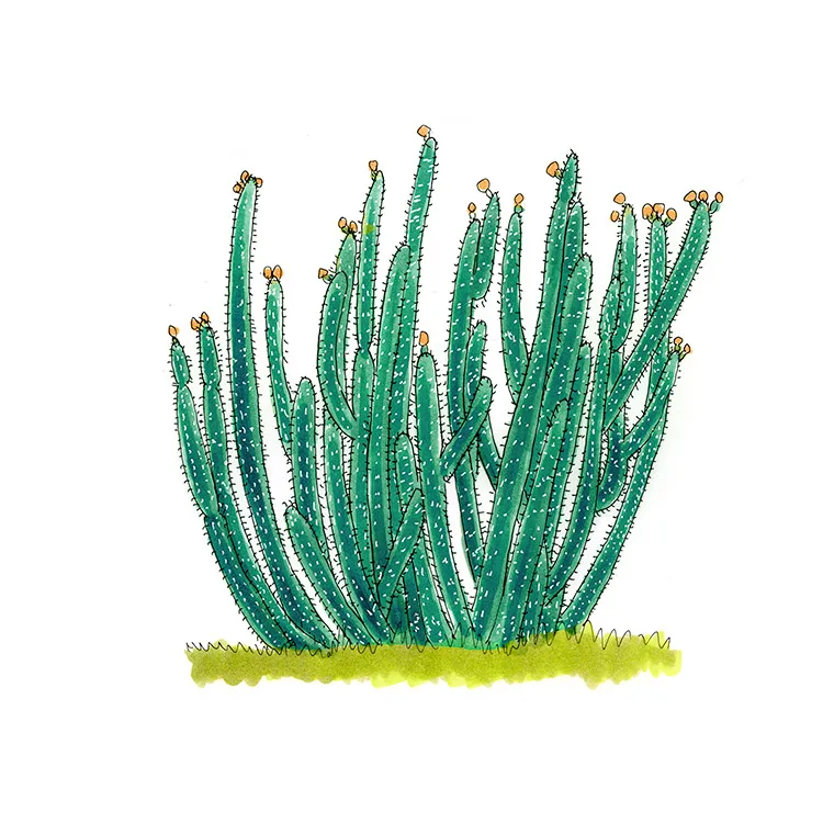 Watercolor illustration of Royen's tree cactus (Pilosocereus royenii), a dense stand of tall blue-green columns rising from grass.