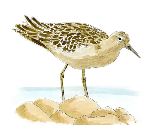 Watercolor and Copic marker sketch of a Ruff (Calidris pugnax), by Erik Gauger.