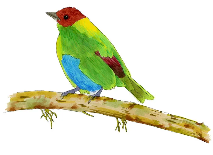 Watercolor and Copic marker sketch of a Rufous-winged Tanager (Tangara lavinia), by Erik Gauger.