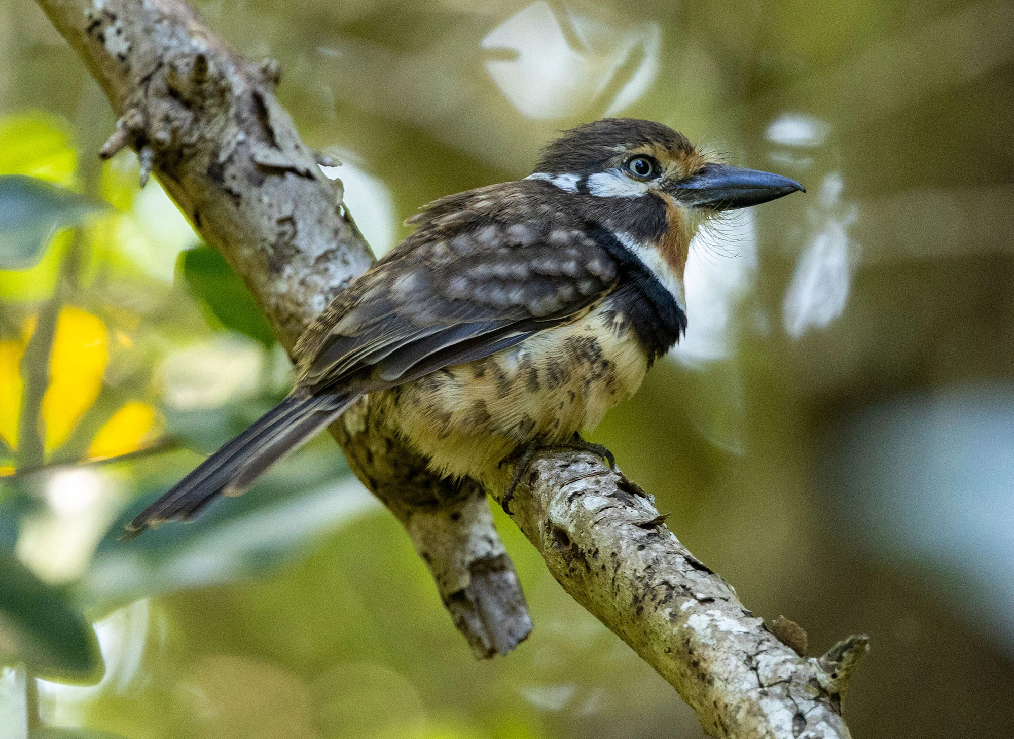A Russet-throated Puffbird perches motionless on a slender branch in the dry forest of northern Colombia. Its stout body, ruffled throat, and pale eye give it a watchful, contemplative presence amid the tangled branches.