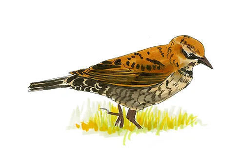 Watercolor and Copic marker sketch of a Rusty Blackbird (Euphagus carolinus), by Erik Gauger.