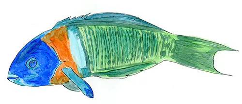 Copic and watercolor sketch of a Saddle Wrasse (Thalassoma duperrey) over a Hawaiian reef.