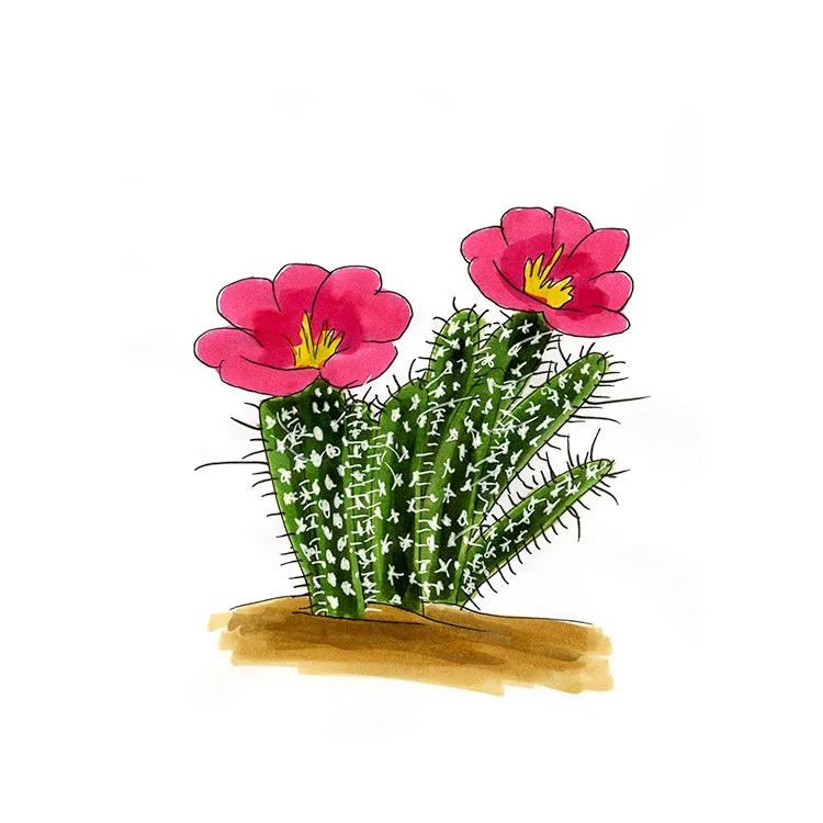 Watercolor illustration of a sagebrush cholla (Grusonia pulchella), short spiny stems topped with two large magenta flowers.