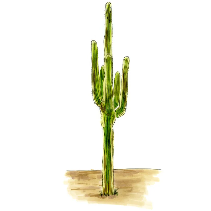 Watercolor illustration of a saguaro cactus (Carnegiea gigantea), a tall single column with upturned arms standing on desert sand.