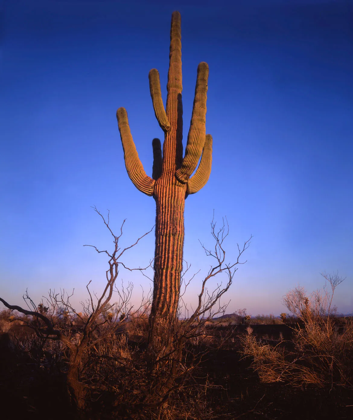 A lone saguaro with upturned arms against a deep blue evening sky in the El Pinacate y Gran Desierto de Altar Biosphere Reserve.