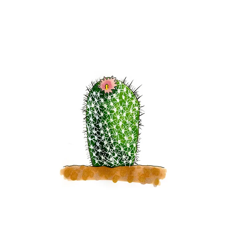 Watercolor illustration of a San Andreas pincushion cactus (Escobaria sandbergii), a white-spined cylinder with a small pink flower.