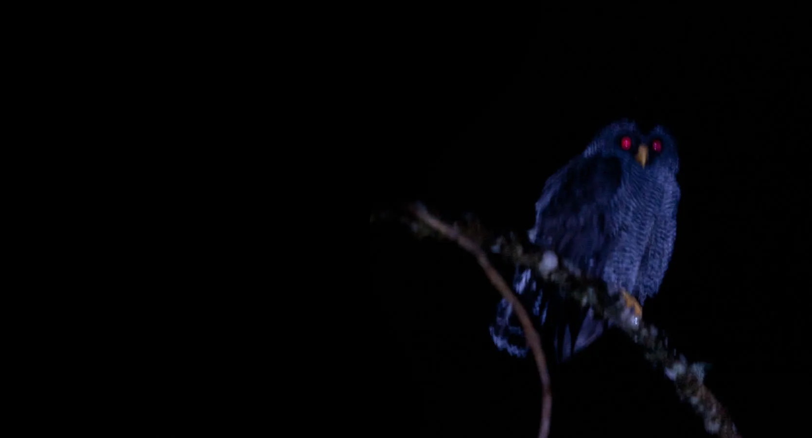 The mysterious 'San Isidro' owl perched on a branch at night, its eyes glowing red, Ecuador