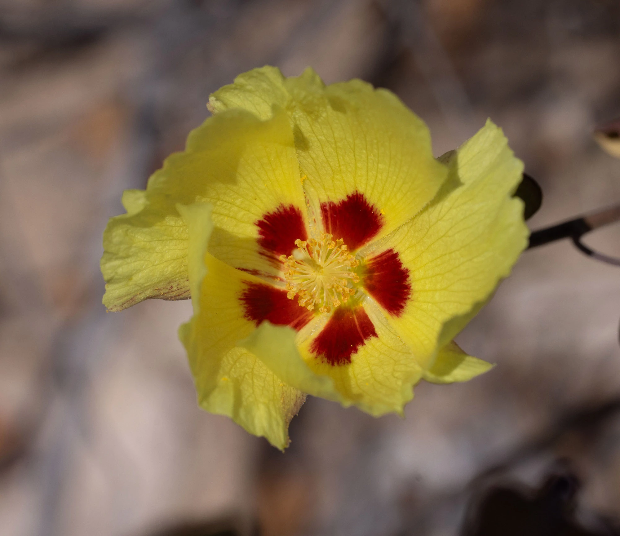 A San Marcos hibiscus in bloom on Isla Carmen, Baja California Sur