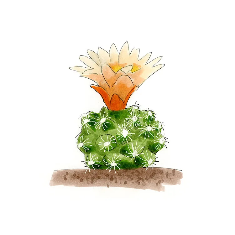 Watercolor illustration of a San Rafael cactus (Pediocactus despainii), a small round cactus topped with a peach and orange flower.