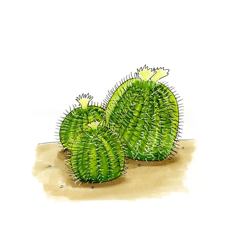 Watercolor illustration of a Santa Cruz beehive cactus (Coryphantha recurvata), three rounded spiny mounds with yellow flowers.