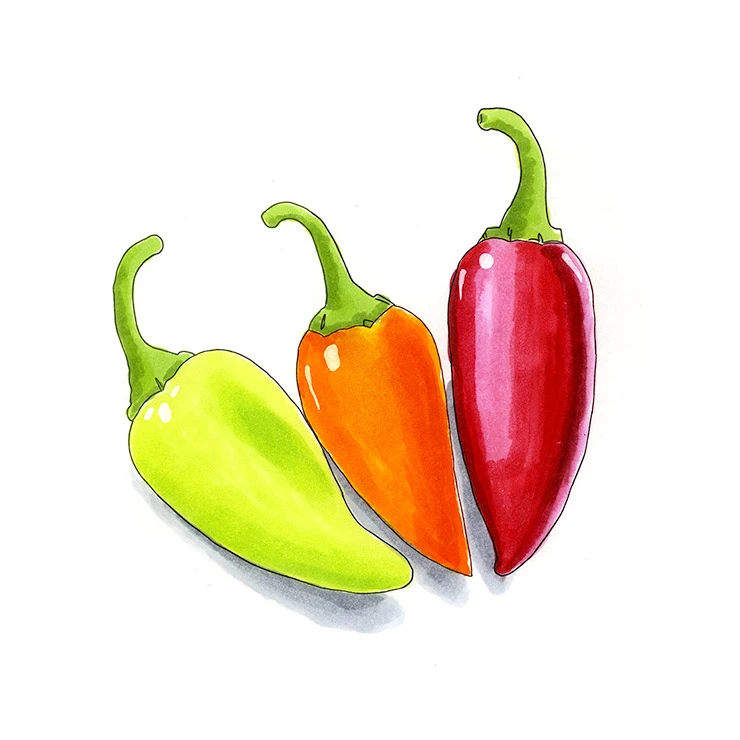 Santa Fe Grande pepper illustrated in watercolor and ink on a white background