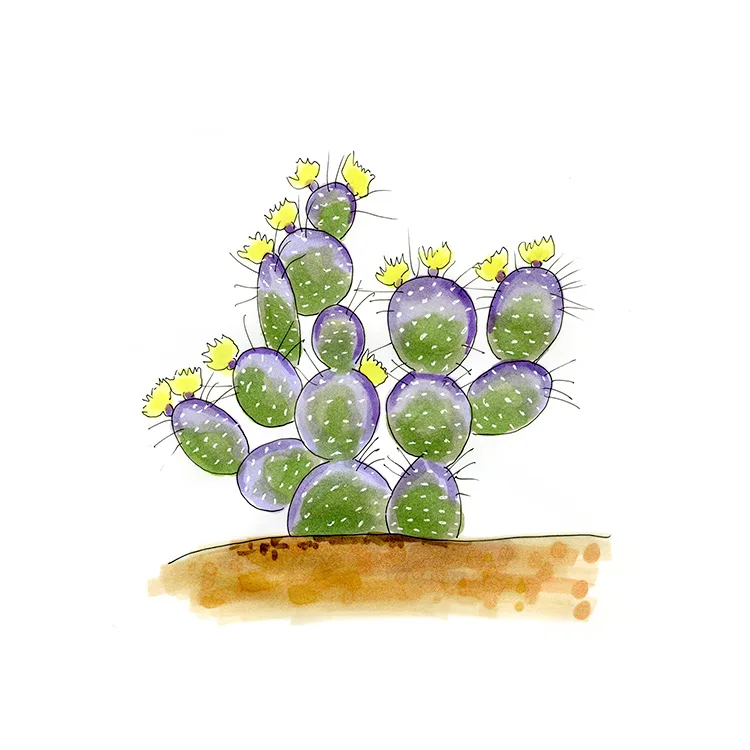 Watercolor illustration of a Santa Rita prickly pear (Opuntia santa-rita), purple-tinged pads topped with yellow flowers.