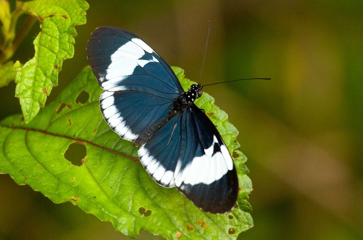 Sapho Longwing (Heliconius Sapho), Canal Zone, Panama