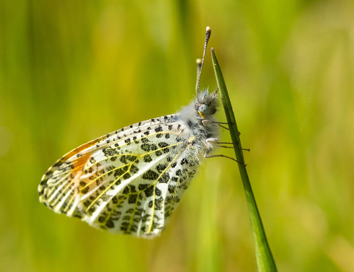Sara Orangetip butterfly (Anthocharis sara) showing marbled green underside, perched on a vertical grass blade in spring light, Tualatin National Wildlife Refuge, Oregon
