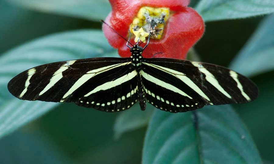 Scarce Bamboo Page (Philaethria dido), north coast of Honduras