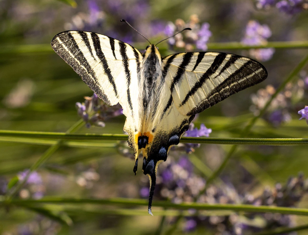 Scarce Swallowtail (Iphiclides podalirius), near Motovun, Istria, Croatia