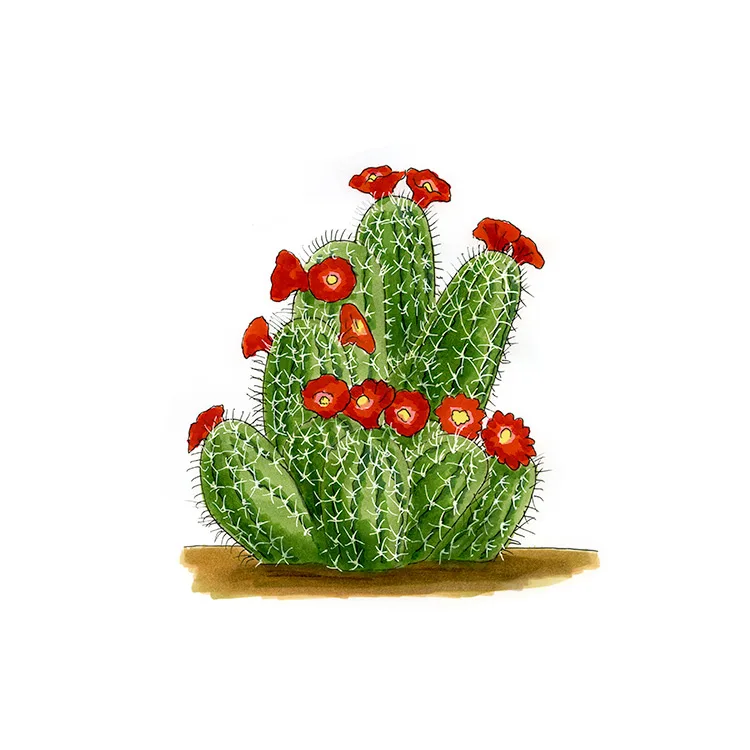 Watercolor illustration of a scarlet hedgehog cactus (Echinocereus coccineus), a cluster of spiny stems covered in red flowers.
