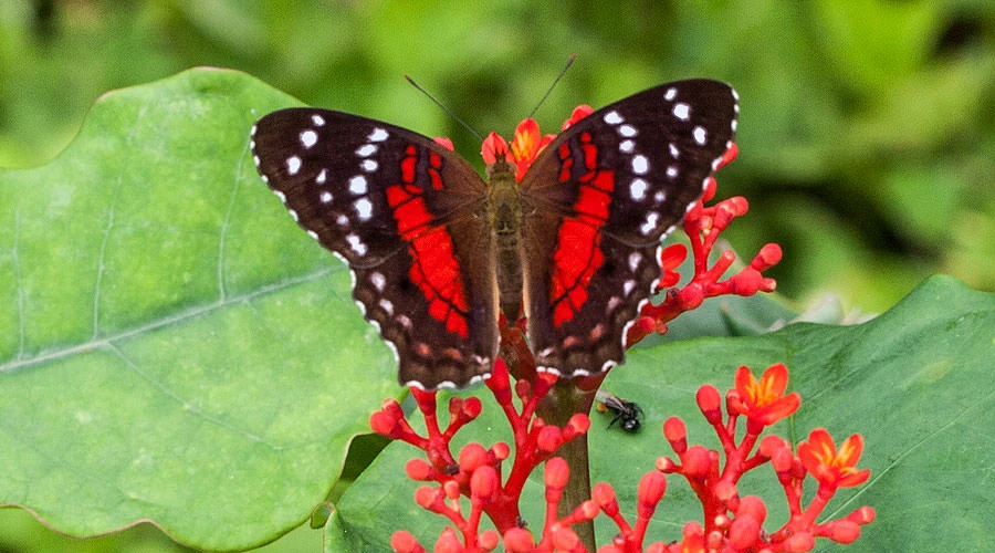 Scarlet Peacock (Anartia amathea), Yasuni National Park, Ecuador