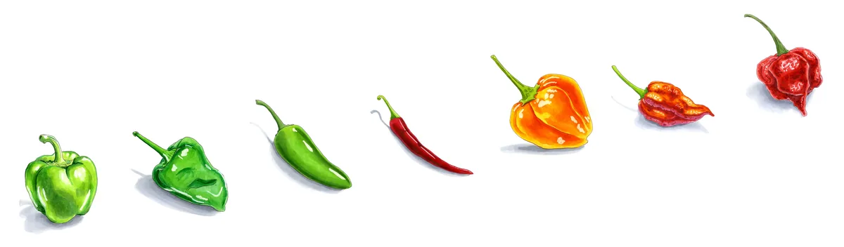 Watercolor sketches of seven chili peppers rising left to right in heat: bell, poblano, jalapeño, cayenne, habanero, bhut jolokia and Carolina Reaper, by Erik Gauger.