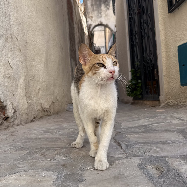 Scrappy street cat with torn ears and a weathered face walking directly toward the camera in a narrow whitewashed alley in Tunis, framed by cobblestone pavement and scattered bougainvillea petals.