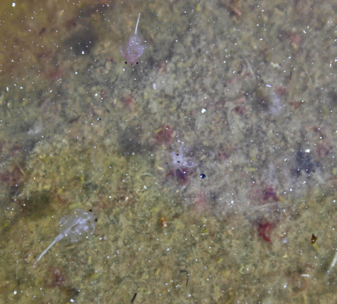 Mono Lake Sea Fairies.  Small invertebrates swell in Mono Lake, completing a simple ecology.