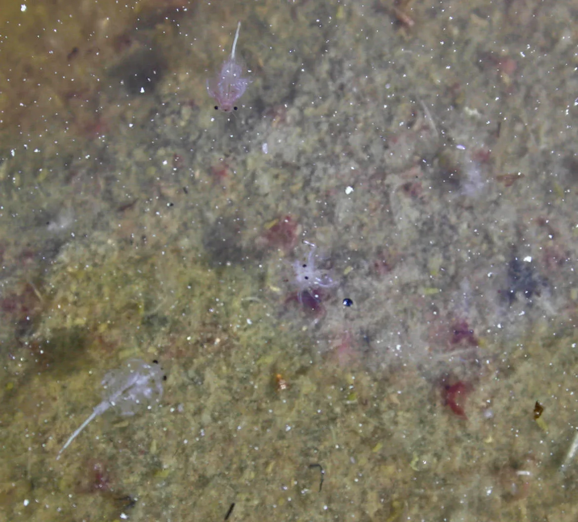 Mono Lake Sea Fairies.  Small invertebrates swell in Mono Lake, completing a simple ecology.