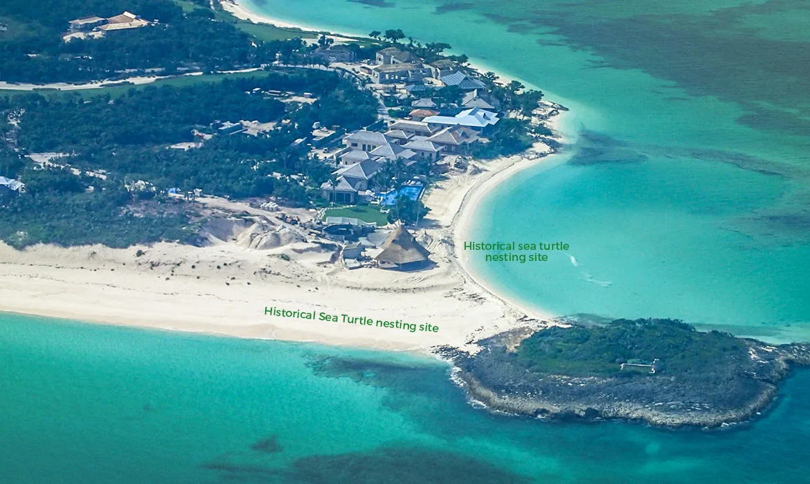 Sea Turtles at Bakers Bay