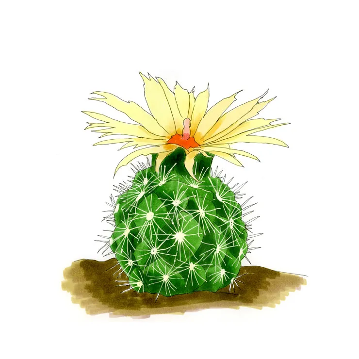Watercolor illustration of a sea urchin cactus (Coryphantha echinus), a round spiny cactus crowned with a large pale yellow flower.