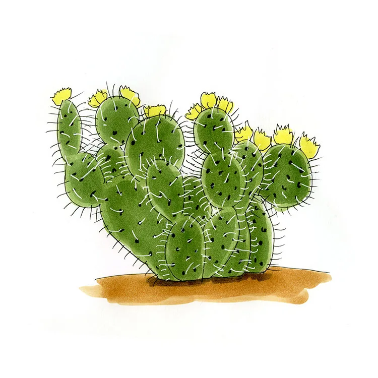 Watercolor illustration of a seashore cactus (Opuntia martiniana), a dense clump of spiny pads with yellow flowers.