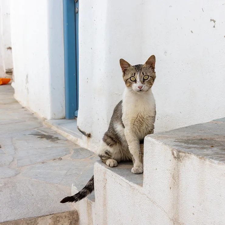 Seaside cat resting along the waterfront of Naoussa, a harbor village on the island of Paros, Greece.