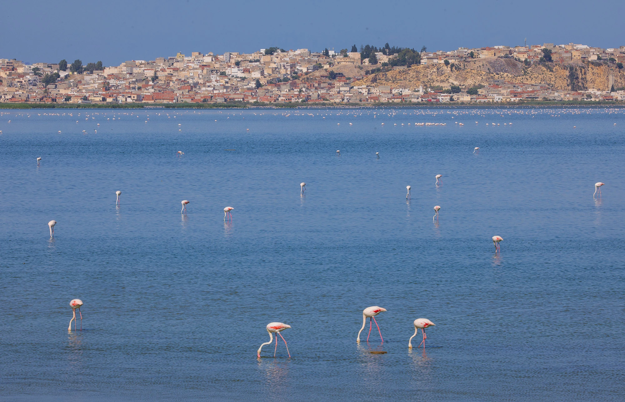 Greater Flamingos wading and feeding in the blue waters of Sebkhet Sejoumi, with the densely built outskirts of Tunis visible across the lagoon in the background.