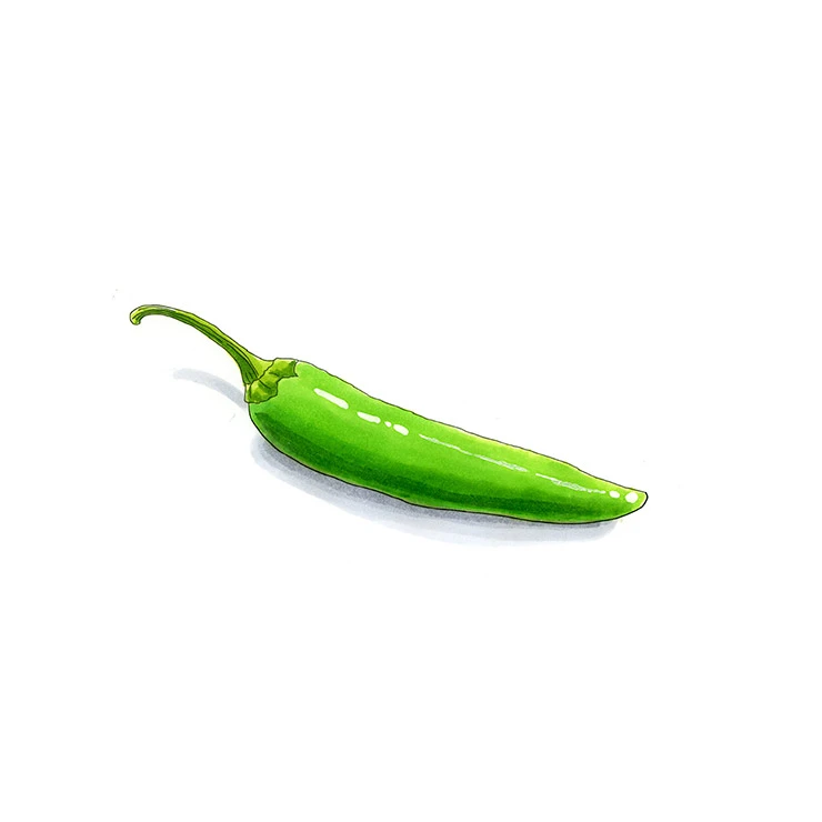 Chile Serranito pepper illustrated in watercolor and ink on a white background