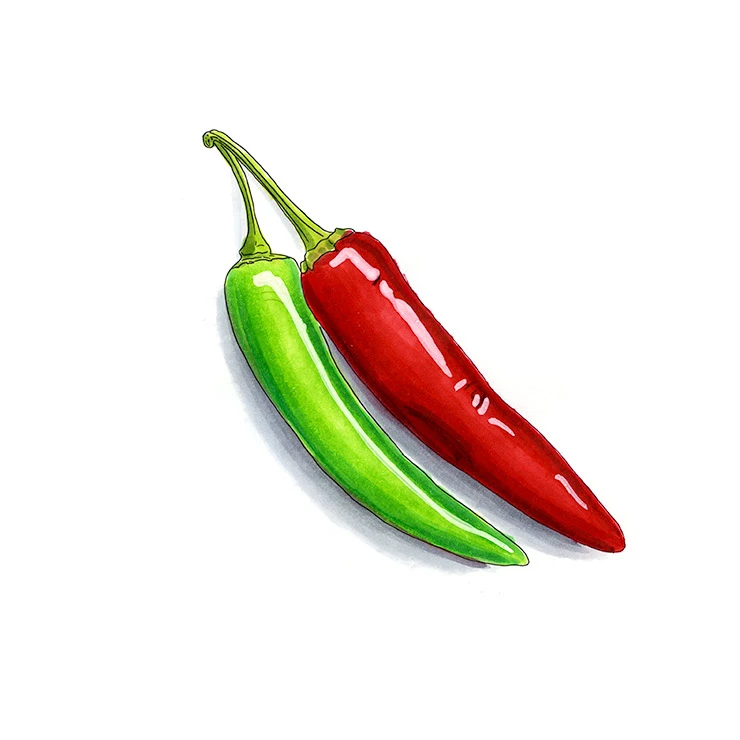 Serrano pepper illustrated in watercolor and ink on a white background