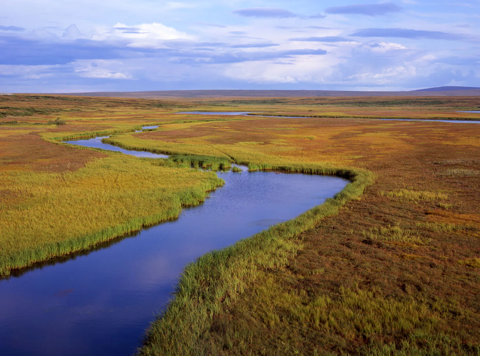 A tundra stream winding through golden grasses under a blue sky on Alaska's Seward Peninsula
