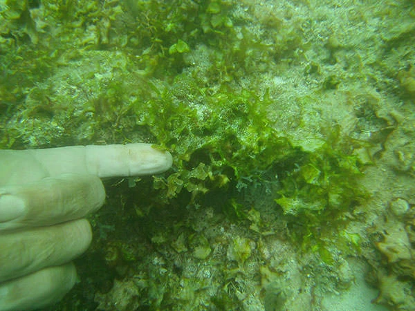 Sewerpipe Algae