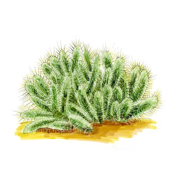 Watercolor illustration of a sheathed cholla (Cylindropuntia tunicata), a low, dense mound of pale, papery-spined stems.