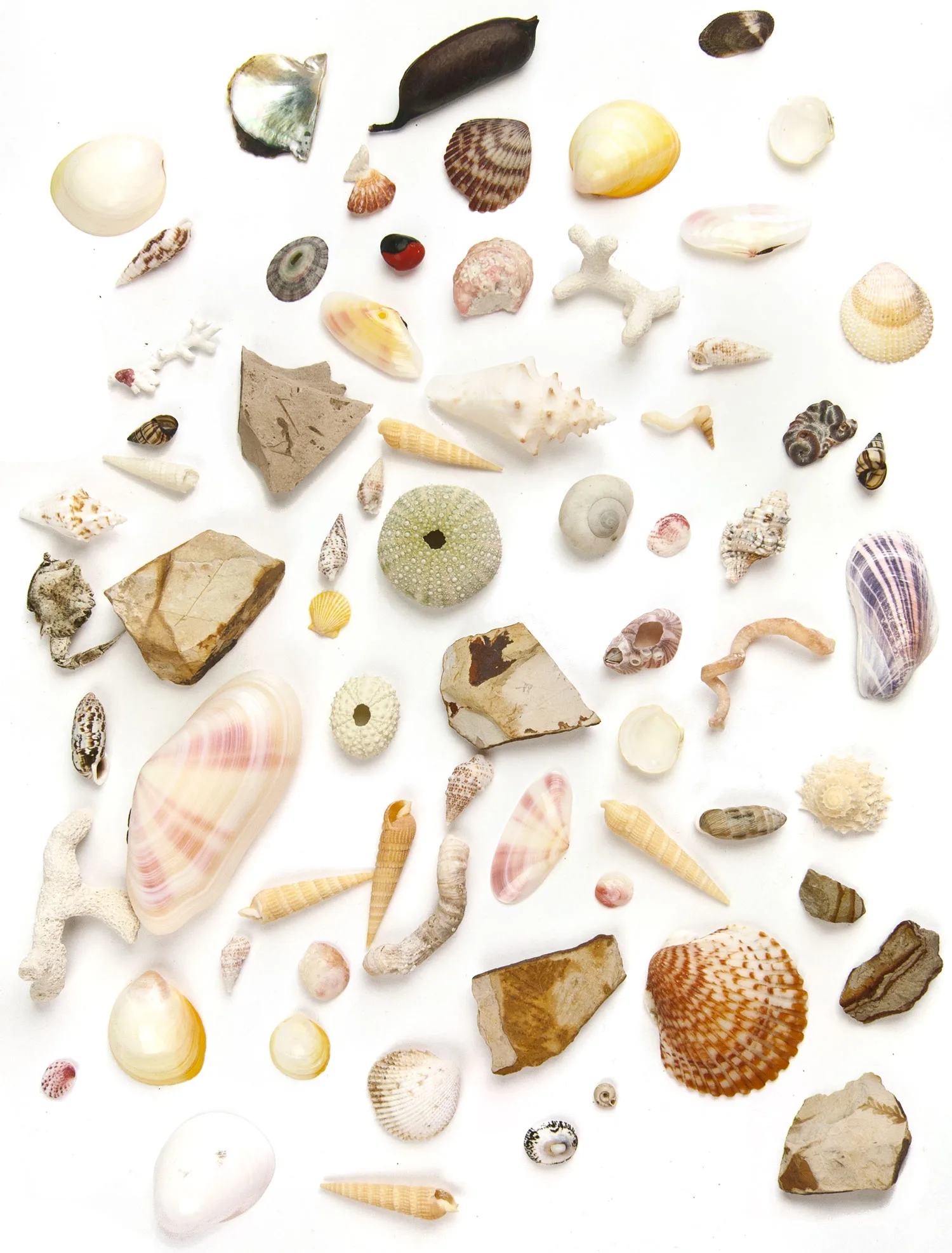 A collection of seashells, sea urchins, coral fragments and beach stones arranged on white