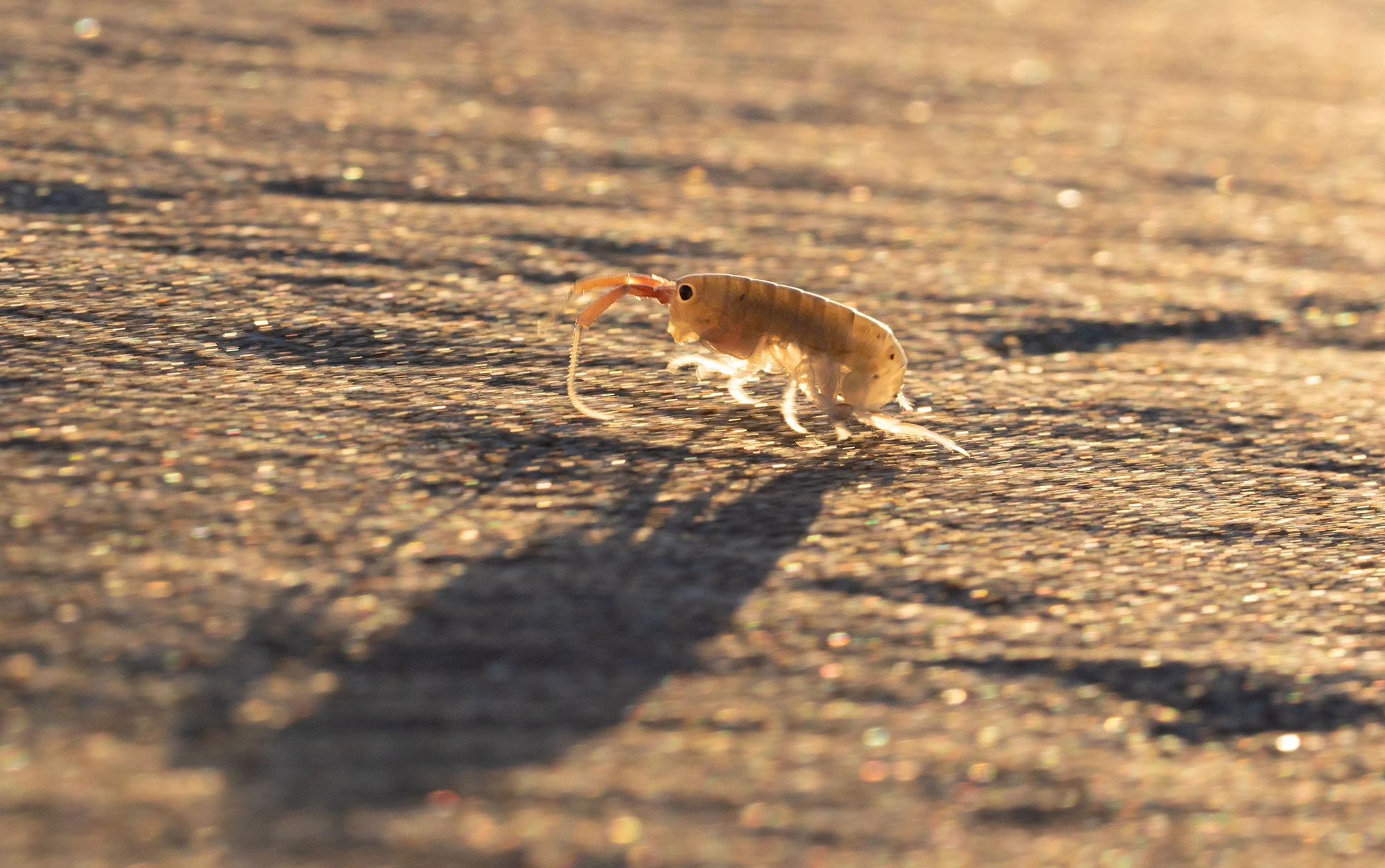 Beach hopper amphipod backlit at sunrise on Shi Shi Beach, casting a long shadow across the sand.