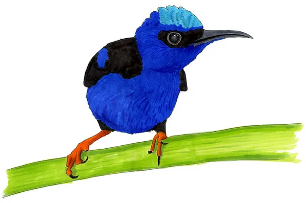Watercolor and Copic marker sketch of a Shining Honeycreeper (Cyanerpes lucidus), by Erik Gauger.