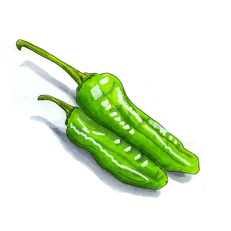 Shishito pepper illustrated in watercolor and ink on a white background