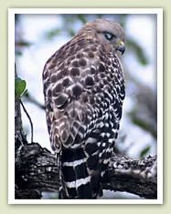 A hawk with a mottled brown back and banded tail perched on a branch.