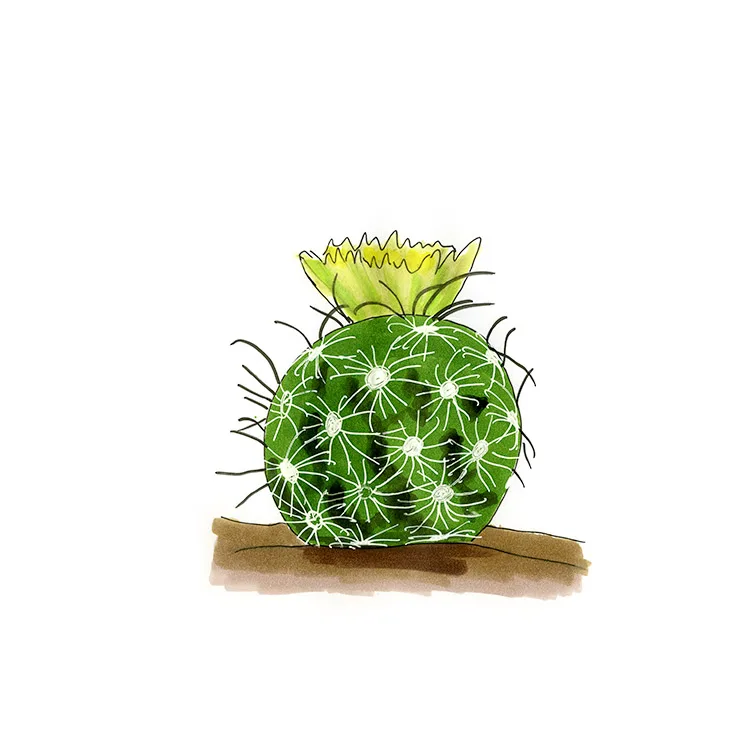 Watercolor illustration of a shorthook fishhook cactus (Sclerocactus brevihamatus), a round cactus with curved spines and a yellow-green flower.