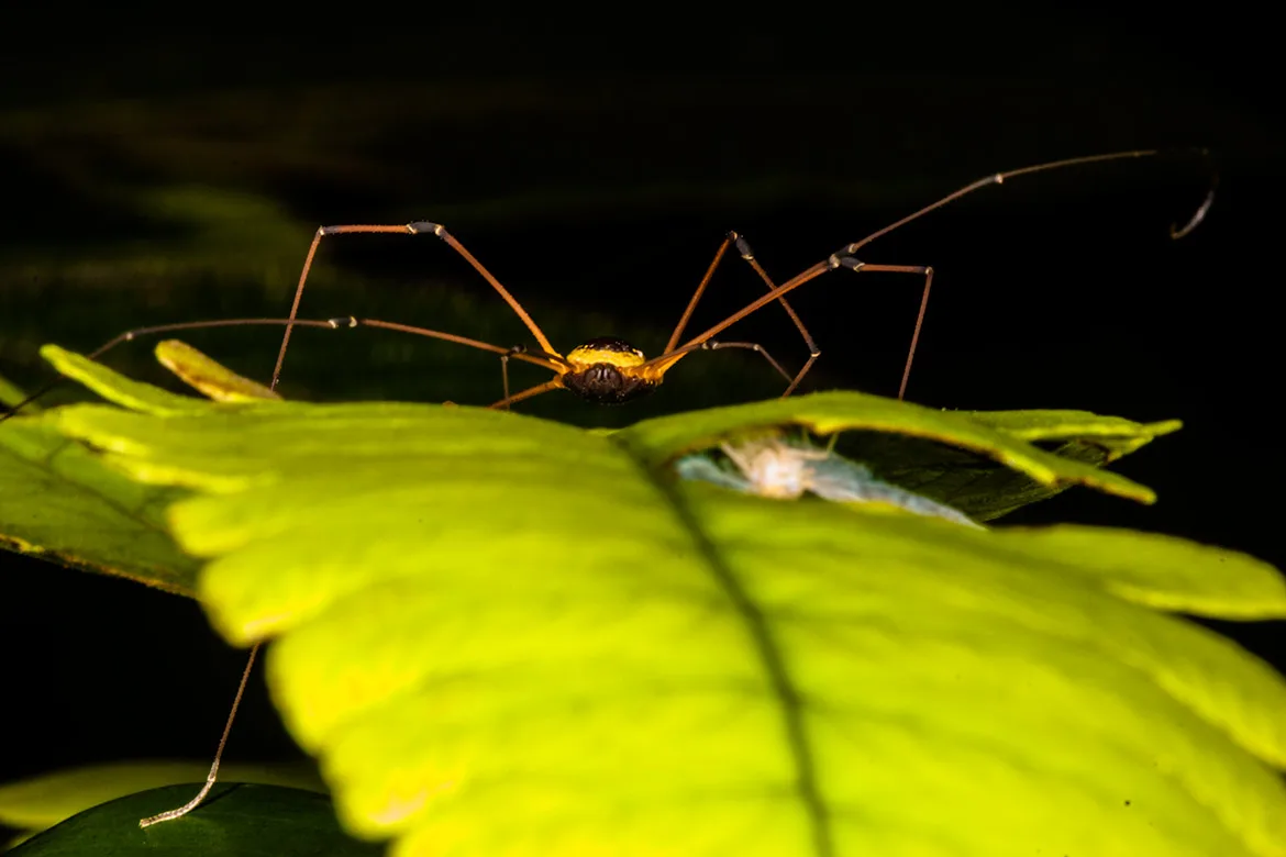 Sibambea rotunda harvestman from the Napo River region of Ecuador with rounded body and extremely long legs