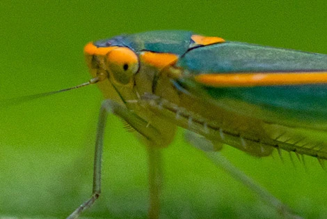 Sibovia pileata leafhopper launching a droplet of honeydew
